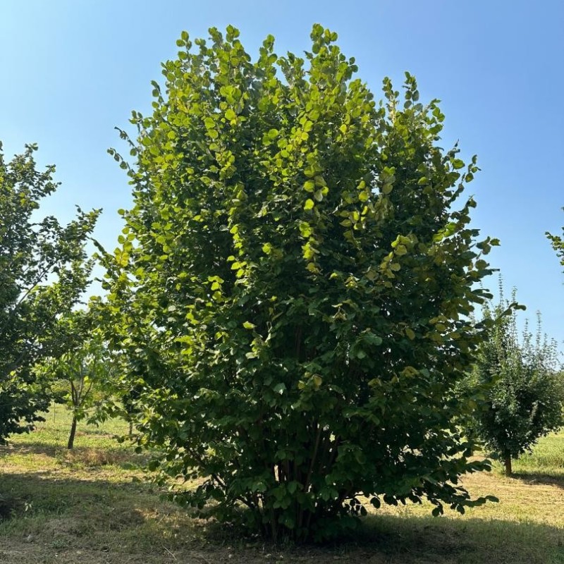 Corylus avellana – Közönséges mogyoró