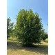 Corylus avellana – Közönséges mogyoró