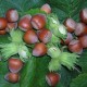 Corylus avellana – Közönséges mogyoró