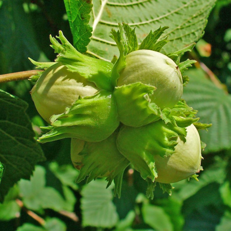 Corylus avellana – Közönséges mogyoró