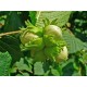 Corylus avellana – Közönséges mogyoró