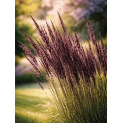 Molinia arundinacea 'Black Arrow' – Fekete virágzatú óriás kékperje