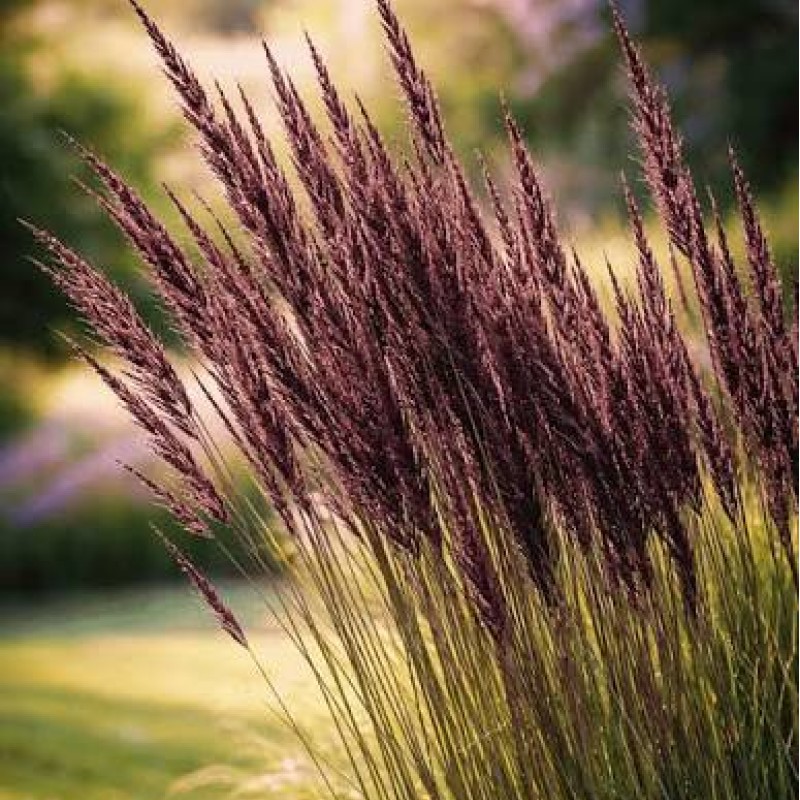 Molinia arundinacea 'Black Arrow' – Fekete virágzatú óriás kékperje