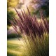 Molinia arundinacea 'Black Arrow' – Fekete virágzatú óriás kékperje