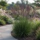 Molinia arundinacea 'Black Arrow' – Fekete virágzatú óriás kékperje