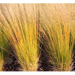 Molinia caerulea 'Heidebraut' – Kékperje