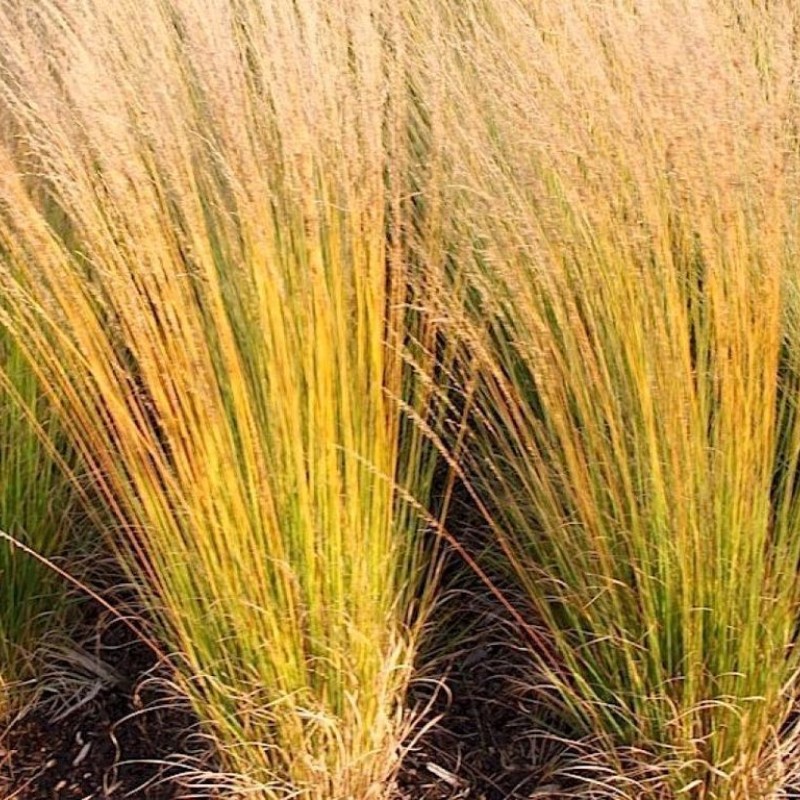 Molinia caerulea 'Heidebraut' – Kékperje