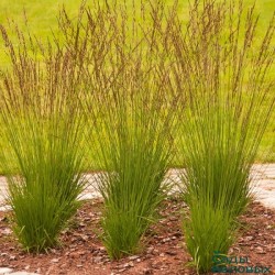 Molinia caerulea 'Heidebraut' – Kékperje