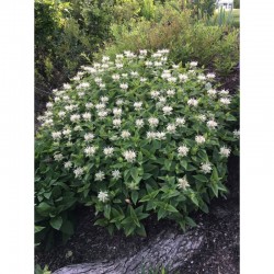 Monarda ‘Bee Bright’ 