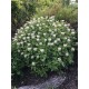 Monarda ‘Bee Bright’ 