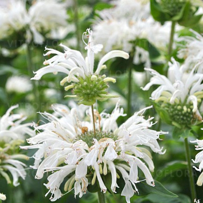 Monarda ‘Bee Bright’ 