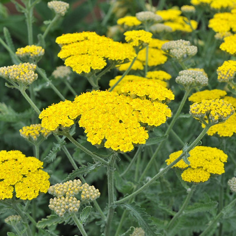 Achillea millefolium 'Little Moonshine' – törpe sárga cickafark