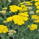 Achillea millefolium 'Little Moonshine' – törpe sárga cickafark