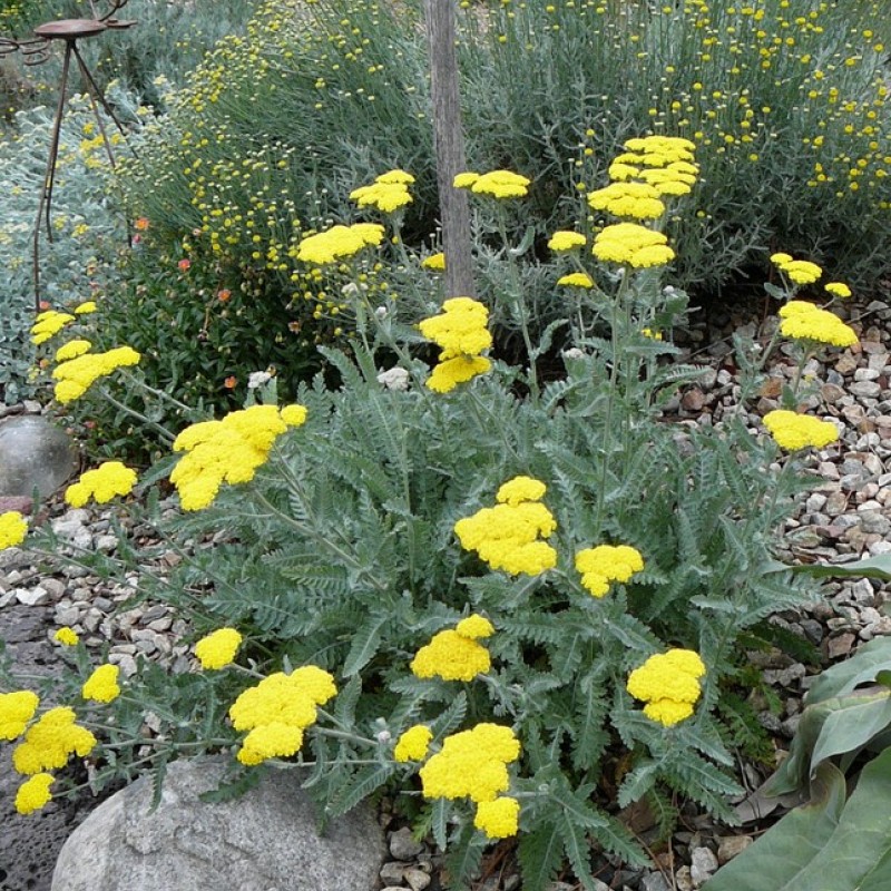 Achillea millefolium 'Little Moonshine' – törpe sárga cickafark