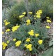 Achillea millefolium 'Little Moonshine' – törpe sárga cickafark