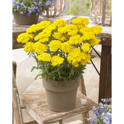 Achillea millefolium 'Little Moonshine' – törpe sárga cickafark