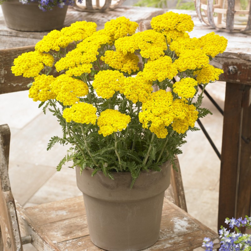 Achillea millefolium 'Little Moonshine' – törpe sárga cickafark