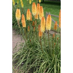 Kniphofia ‘Moonstone’ - Fáklyaliliom