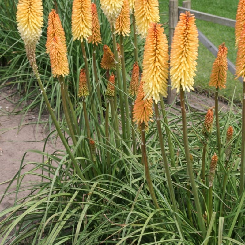 Kniphofia ‘Moonstone’ - Fáklyaliliom