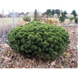 Pinus mugo ‘Benjamin’ – törpe hegyifenyő