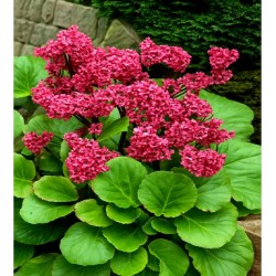 Bergenia ‘Morgenrote’