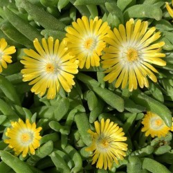 Delosperma ‘Mountain Dew’ - Kristályvirág