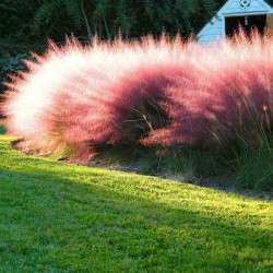 Muhlenbergia capillaris - Vattacukorfű