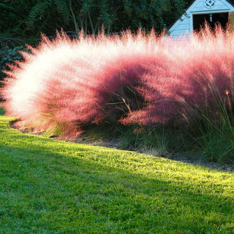 Muhlenbergia capillaris - Vattacukorfű