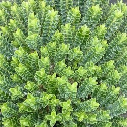 Veronica sect. Hebe 'Nana'