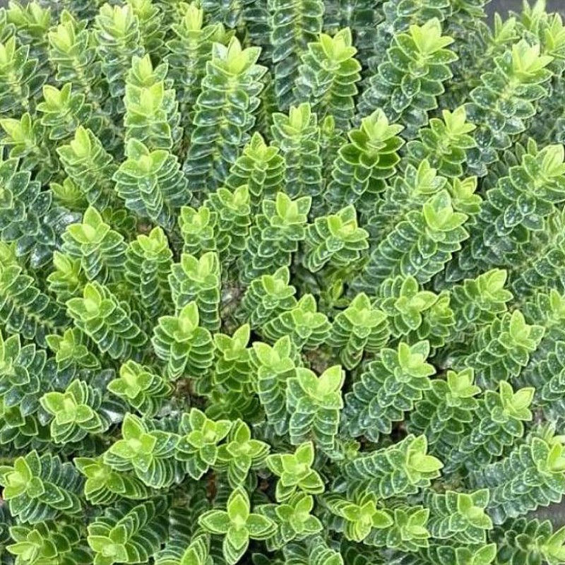 Veronica sect. Hebe 'Nana'
