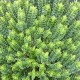 Veronica sect. Hebe 'Nana'