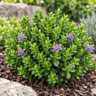 Veronica sect. Hebe 'Nana'