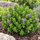 Veronica sect. Hebe 'Nana'