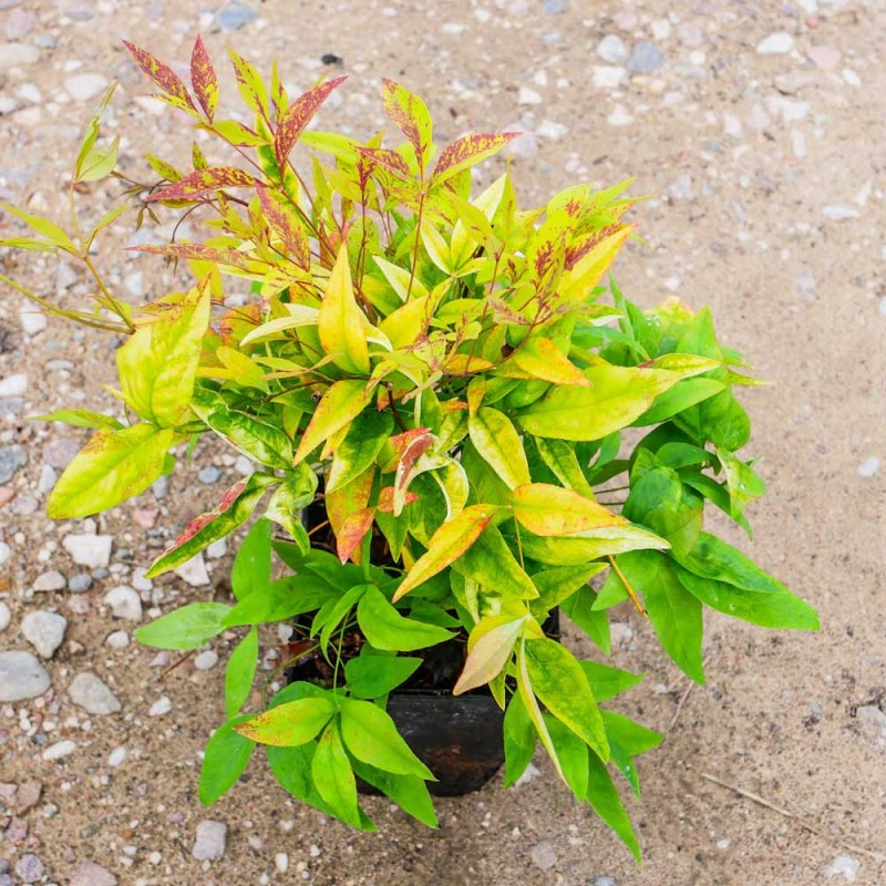 Nandina domestica 'Fire Power' - Tűzvörös szakállbambusz