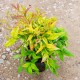 Nandina domestica 'Fire Power' - Tűzvörös szakállbambusz