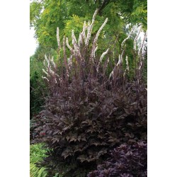 Actaea (syn. Cimicifuga) simplex ‘Black Negligee’