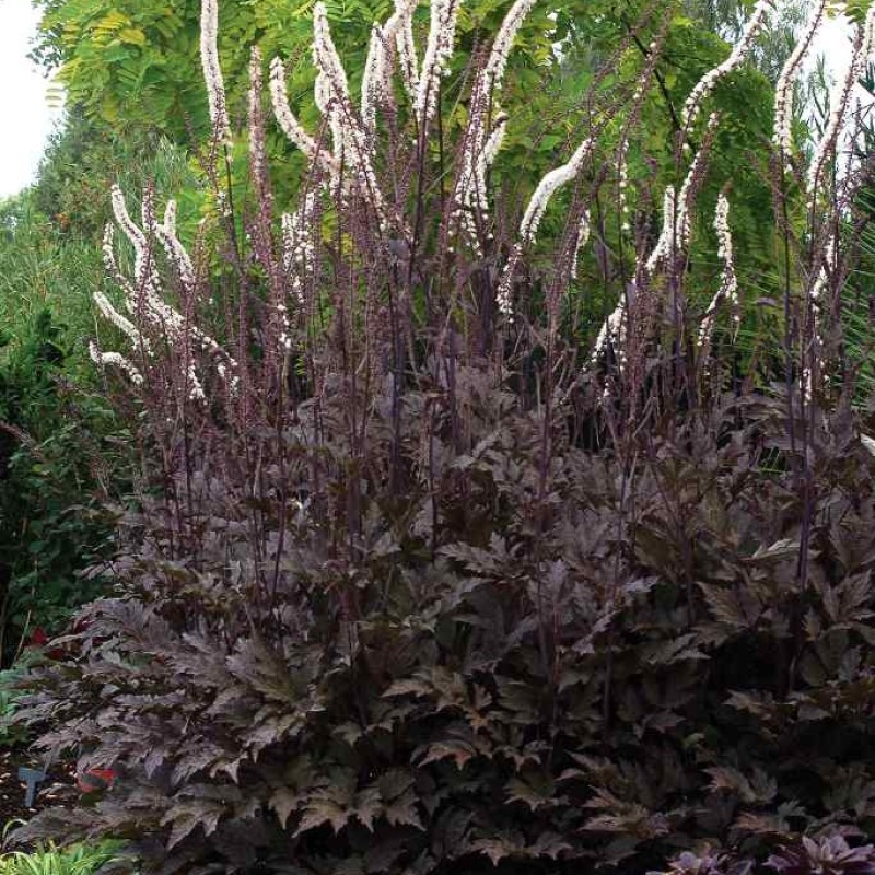 Actaea (syn. Cimicifuga) simplex ‘Black Negligee’