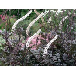 Actaea (syn. Cimicifuga) simplex ‘Black Negligee’