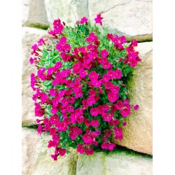 Aubrieta 'Florado Neon Pink' – Neonrózsaszín pázsitviola
