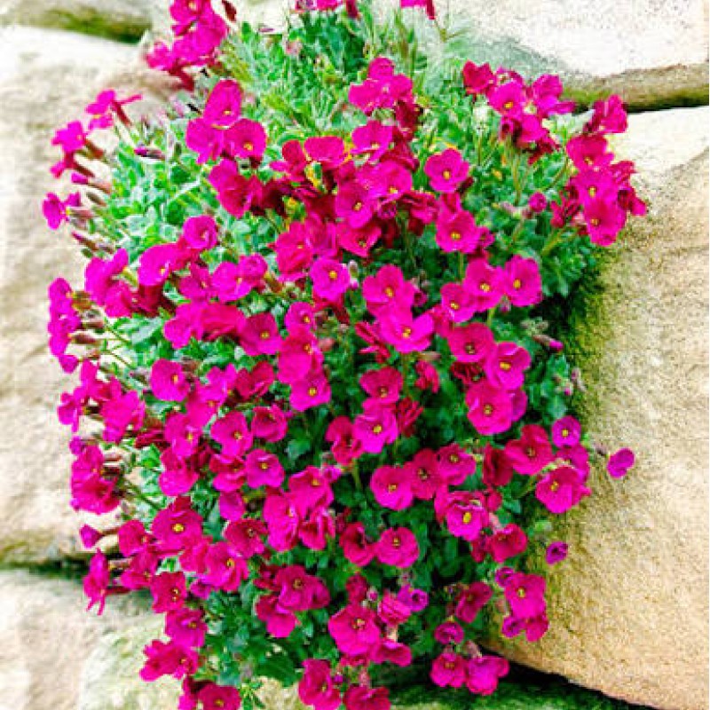 Aubrieta 'Florado Neon Pink' – Neonrózsaszín pázsitviola