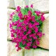 Aubrieta 'Florado Neon Pink' – Neonrózsaszín pázsitviola