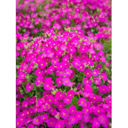 Aubrieta 'Florado Neon Pink' – Neonrózsaszín pázsitviola