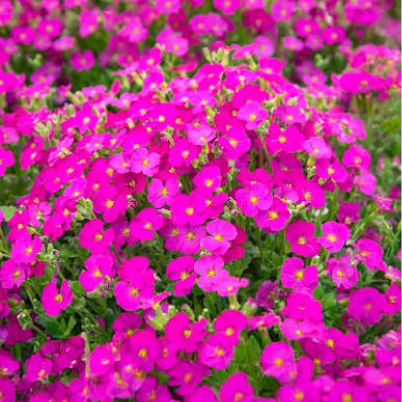 Aubrieta 'Florado Neon Pink' – Neonrózsaszín pázsitviola