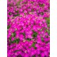 Aubrieta 'Florado Neon Pink' – Neonrózsaszín pázsitviola