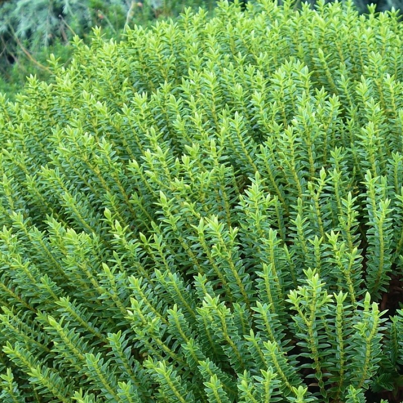 Veronica (Hebe) 'New Zealand'