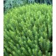 Veronica (Hebe) 'New Zealand'