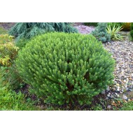 Veronica (Hebe) 'New Zealand'