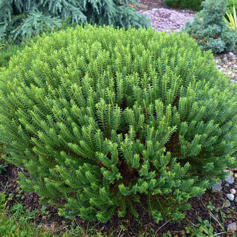 Veronica (Hebe) 'New Zealand'