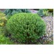Veronica (Hebe) 'New Zealand'