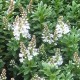 Veronica (Hebe) 'New Zealand'